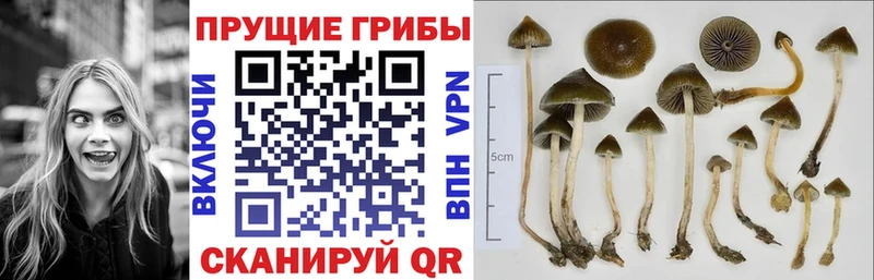 Купить  Дмитриев  Псилоцибиновые грибы ЛСД 